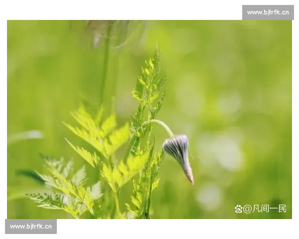 绿叶相映成趣,青葱岁月盈心